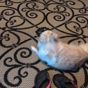 Meet your Posher, Mitchell